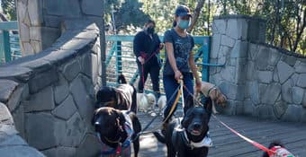 Part-Time Dog Walker at Good Sit Dogwalking 2