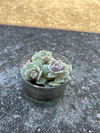 Flower for sale 1
