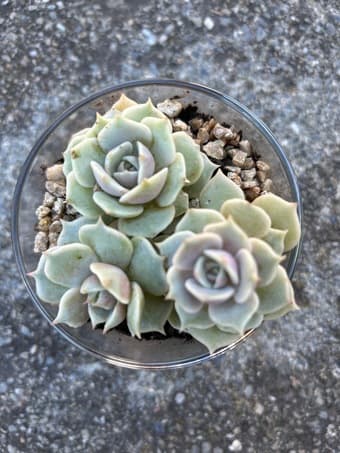 Flower for sale 2