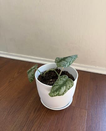 House plants for sale! 1