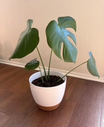 House plants for sale! 2