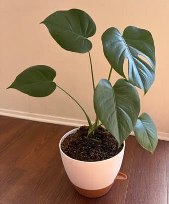House plants for sale! 3