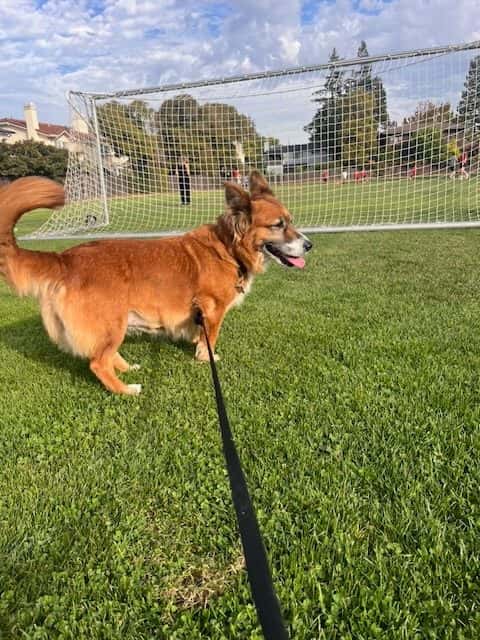 Free housing for dog-sitter July 18 - August 9 1
